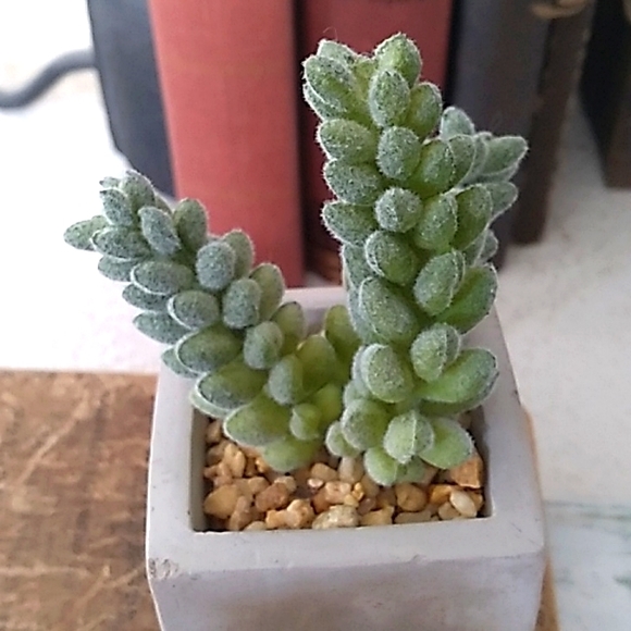 2 Small Fake Succulent Cactus potted plants - Picture 7 of 9